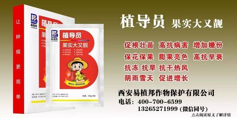 澳门王中王100%期期中一期,澳门王中王100%期期中一期，揭秘彩票背后的秘密与策略探讨